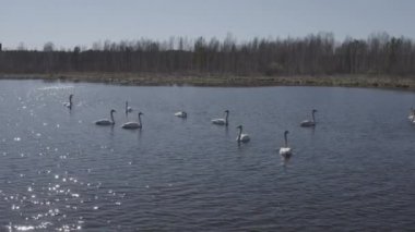 Rusya, Urallar. Gölün açık sularında uçan kuğu. Latince adı Cygnus cygnus. Kur yapma oyunları. Bahar. 4K