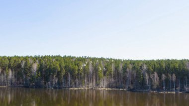 Rusya, Urallar. Ormanın arka planında kuş sürüsü. Gölün açık sularında uçan kuğu. Latince adı Cygnus cygnus. Bahar, Havadan Görünüm  
