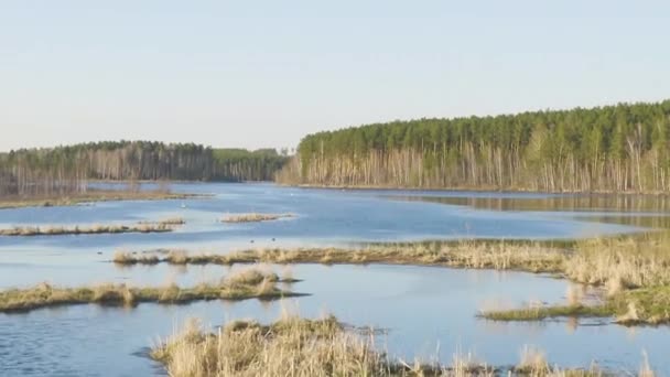 돌리 줌. 러시아, 도시들. 물 위를 낮게 날고, 새들 과 함께 있는 봄 연못. 일몰 시간 — 비디오