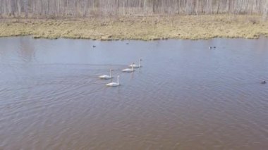 Rusya, Urallar. Gölün açık sularında uçan kuğu. Latince adı Cygnus cygnus. Bahar. 4K