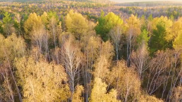 Volando sobre el bosque mixto de otoño durante el atardecer. Los alrededores de Ekaterimburgo. Ural, Rusia. 4K — Vídeos de Stock