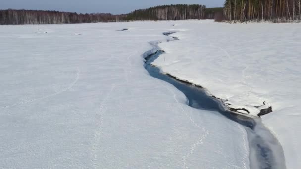 Volando en invierno sobre un pantano cubierto de bosque. Pequeño río en la nieve. 4K — Vídeos de Stock