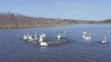 Rusya, Urallar. Gölün açık sularında uçan kuğu. Latince adı Cygnus cygnus. Bahar. 4K