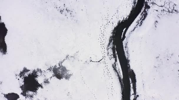Υγρότοποι με ένα μικρό ποτάμι καλυμμένο με χιόνι. Πολλές πατημασιές άγριων ζώων. 4K — Αρχείο Βίντεο