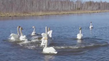 Rusya, Urallar. Gölün açık sularında uçan kuğu. Latince adı Cygnus cygnus. Kur yapma oyunları. Bahar