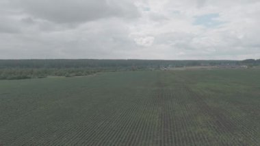 Rusya, Ural. Tarlaların üzerinde uçuyor. Patates yetiştirme sıraları. 4K