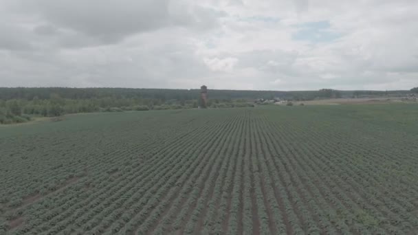 Rusko, Ural. Letím nad poli. Řady pěstovaných brambor. Stará věž z červených cihel. 4K — Stock video