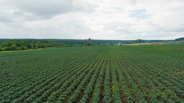 Rusia Ural Volando Sobre Los Campos Filas Papas Cultivadas Vista — Foto de Stock