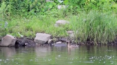 su üzerinde ördek yavrusu