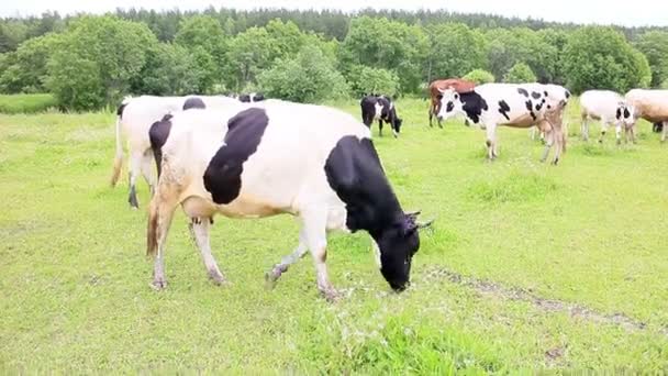 Cow eating grass — Stock Video