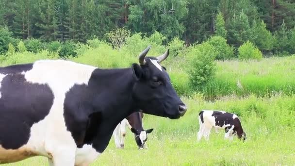 Cow chews grass — Stock Video