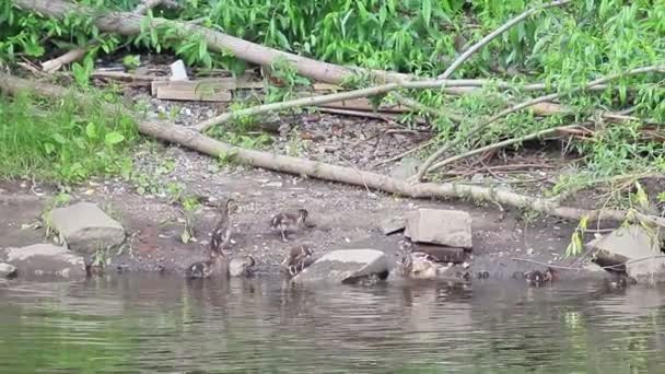 Ducklings on water — Stock Video