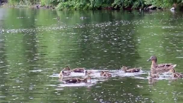 Ducklings on water — Stok Video