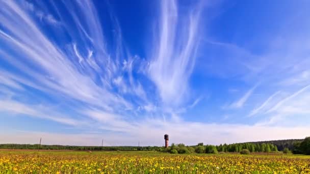 Paardebloemen op veld — Stockvideo