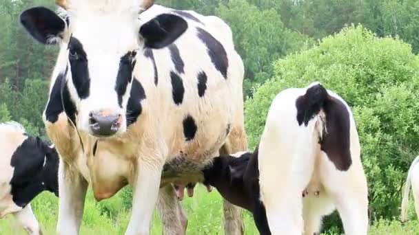 Calf sucks udder — Stock Video