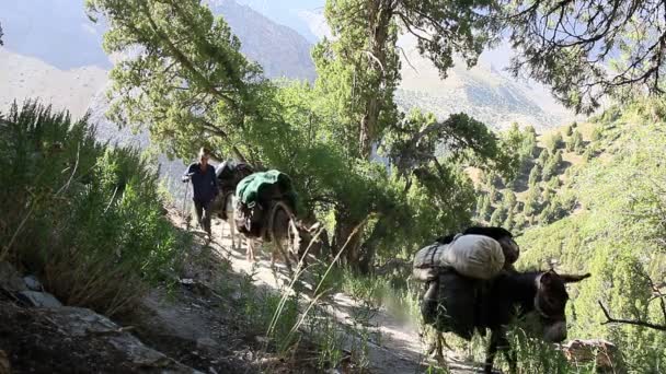 Musher drives donkeys. — Stock Video