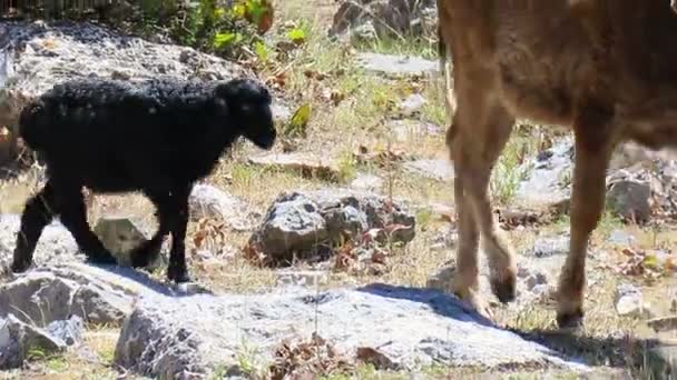 Vaca y oveja en el campo — Vídeos de Stock