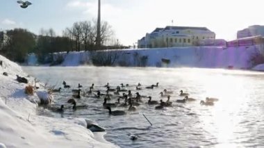 Ördek suda.
