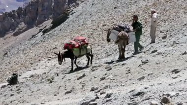 Eşekler Tacikistan Dağları