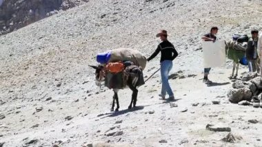 Eşekler Tacikistan Dağları
