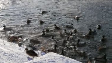 Ördek suda.