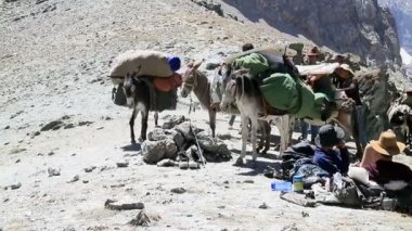 Eşekler Tacikistan Dağları