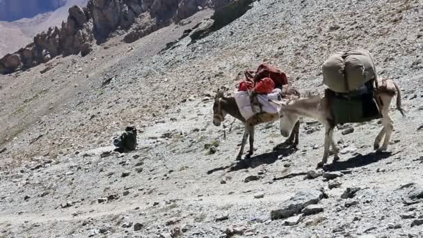 Donkeys in mountains of Tajikistan — Stock Video