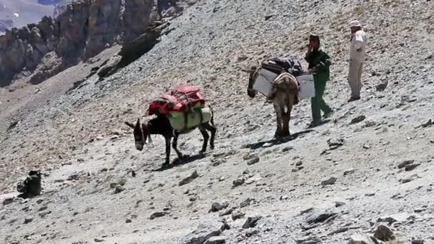 Burros en las montañas de Tayikistán — Vídeos de Stock