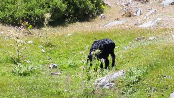 Lam eten van gras — Stockvideo