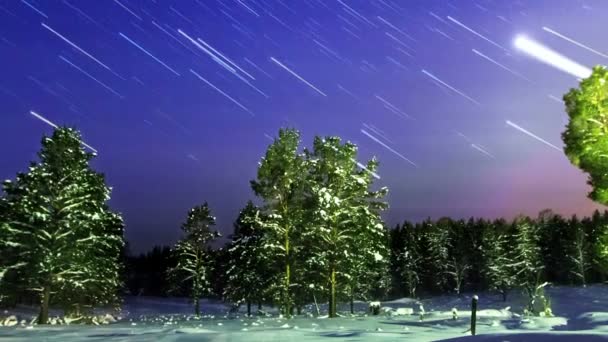 Stjärnor i över vintern skogen. — Stockvideo