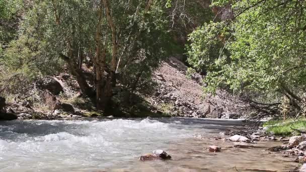 Rápido rio de montanha . — Vídeo de Stock