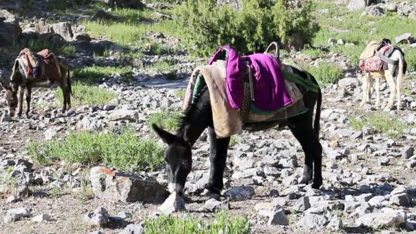 Burro comiendo hierba . — Vídeos de Stock