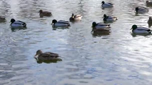 Ducks in water. — Stock Video