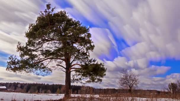 Árbol y nubes en el cielo — Vídeos de Stock