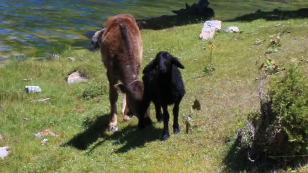 Ягненок и телка едят траву — стоковое видео