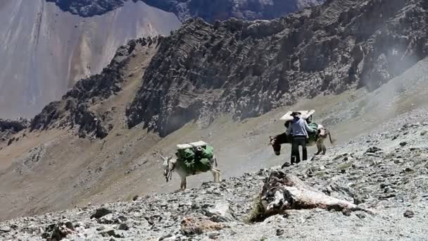 Ослы в горах Таджикистана — стоковое видео
