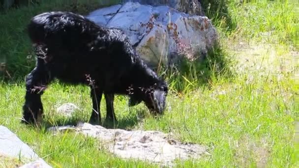 Ягненок ест траву — стоковое видео
