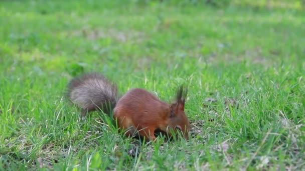 Squirrel eats sunflower seeds — Stock Video