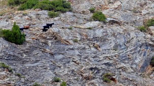 Schafe auf den Felsen. — Stockvideo