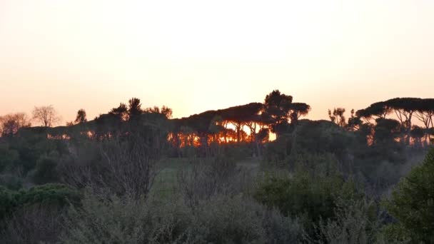 Árvores do sul ao pôr do sol. Roma — Vídeo de Stock