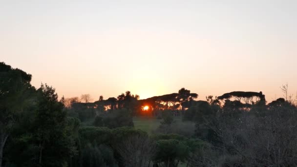 Árvores do sul ao pôr do sol. Roma — Vídeo de Stock