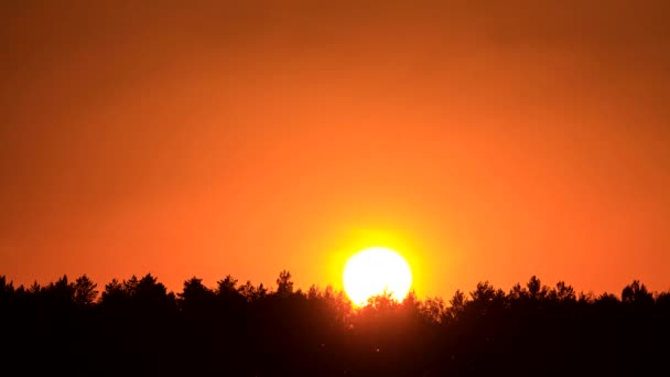 Puesta de sol entre árboles. Tiempo de caducidad — Vídeo de stock