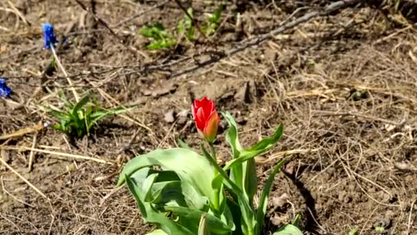 Poppy bloem bloeit in de zon — Stockvideo
