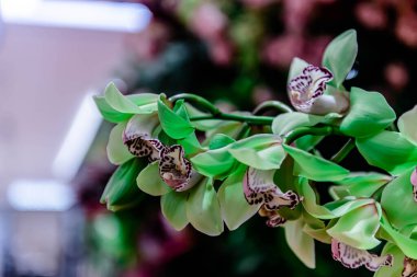 Central Chidlom 'daki alışveriş merkezinde bir demet çiçek süslemesi. Arka plan dokusunda güzel çiçeklerin çeşitleri var. Fotoğraf seçici bir odak ile çekildi, bazı kısımlar bulanık efektler.