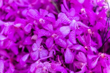 Central Chidlom 'daki alışveriş merkezinde bir demet çiçek süslemesi. Arka plan dokusunda güzel çiçeklerin çeşitleri var. Fotoğraf seçici bir odak ile çekildi, bazı kısımlar bulanık efektler.