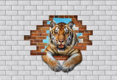 Duvardaki bir aslanın 3 boyutlu resmi