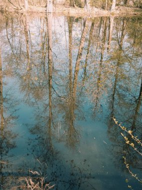 Ağaçlar ve ormanlarla dolu güzel bir manzara.