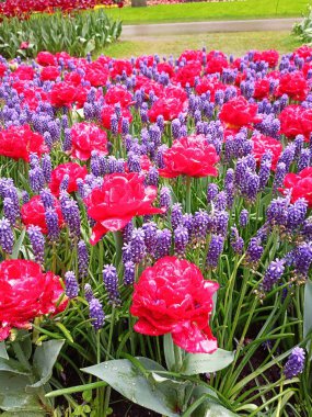 Bahçedeki kırmızı ve beyaz laleler