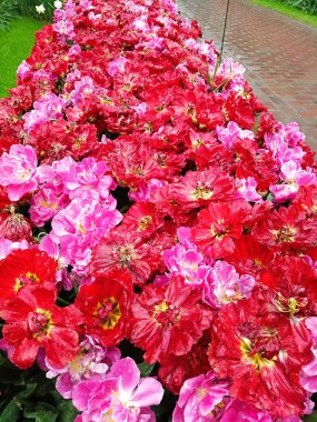 Bahçedeki güzel çiçekler