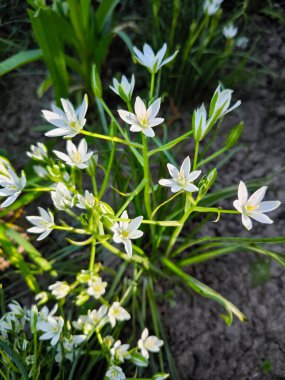 Bahçede güzel bahar çiçekleri